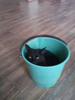 собралась помыть пол....