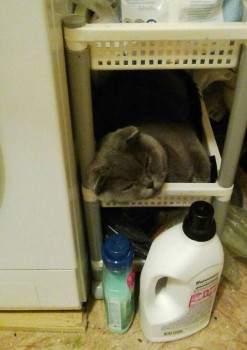 Любимая кошатинка  - IMG-20171029-WA0030-1.jpg