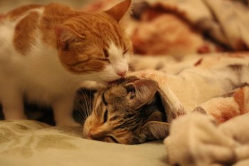 Любимая кошатинка  - IMG_5701.JPG