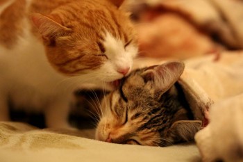 Любимая кошатинка  - IMG_5714.JPG