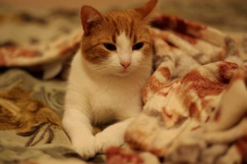 Любимая кошатинка  - IMG_5735.JPG