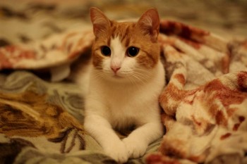 Любимая кошатинка  - IMG_5753.JPG