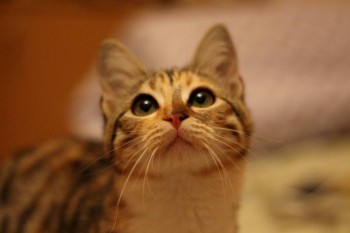 Любимая кошатинка  - IMG_5764.JPG