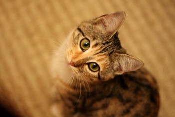 Любимая кошатинка  - IMG_5778.JPG