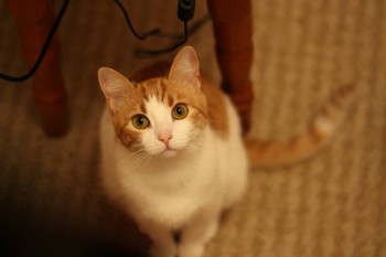 Любимая кошатинка  - IMG_5782.JPG