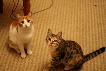 Любимая кошатинка  - IMG_5788.JPG