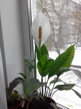 Комнатные цветущие растения кроме орхидей . - 1509626439810-1365585214.jpg