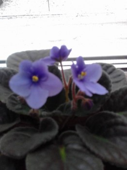 Комнатные цветущие растения кроме орхидей . - 1509626480037-2008746453.jpg