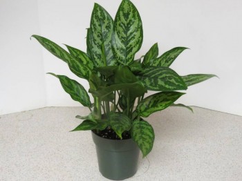 Наши цветы 2 - AGLAONEMA.jpg
