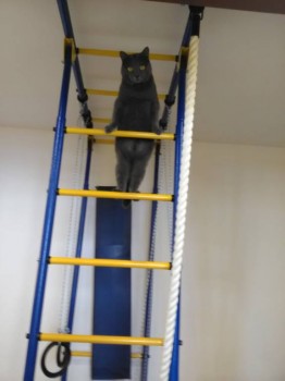 Любимая кошатинка  - IMG_20171107_115803.jpg