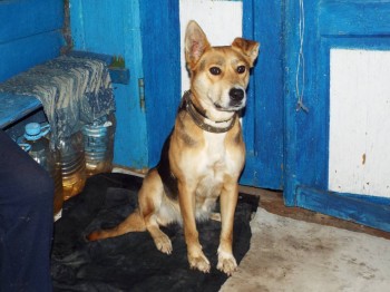 фото для объявления