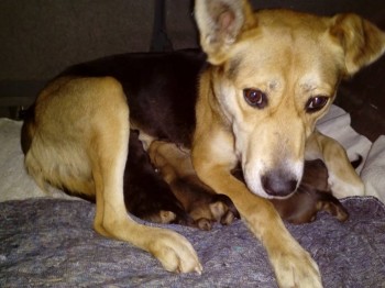 кушают, аж хвостики торчат!