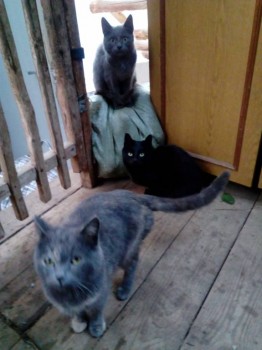 все три красавицы!