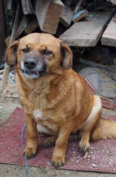 Придется завести собаку... - DSC02108.JPG