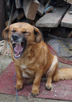 Придется завести собаку... - DSC02109.JPG