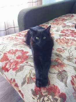 король Лев)))