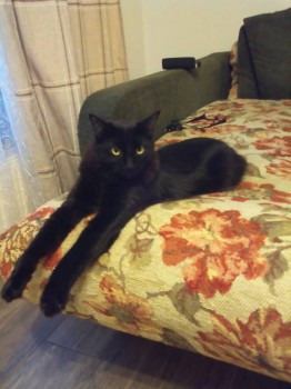 Любимая кошатинка  - IMG_20171110_164124.jpg