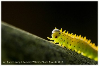 Они прекрасны и удивительны Из жизни животных. - 1332224_original.jpg