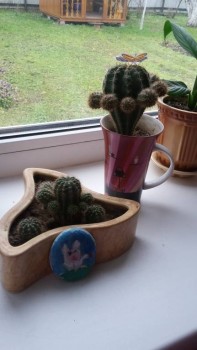 Наши цветы 2 - 20171118_104808.jpg