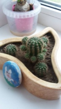 Наши цветы 2 - 20171118_104842.jpg