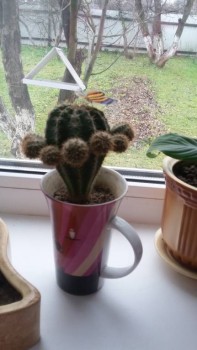 Наши цветы 2 - 20171118_104814.jpg