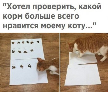 Любимая кошатинка  - _lkL6jN-m-Y.jpg