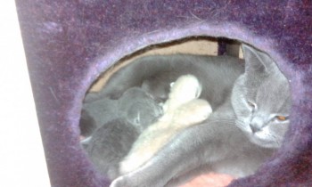 Любимая кошатинка  - IMG_20171120_135426.jpg