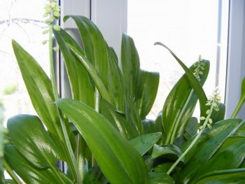 Наши цветы 2 - image (16).JPG