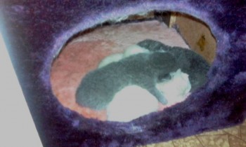 Любимая кошатинка  - IMG_20171122_180227.jpg