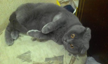 Любимая кошатинка  - 20171122_202133.jpg