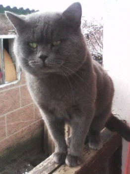 Любимая кошатинка  - IMG0006A.jpg