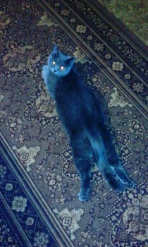 Любимая кошатинка  - IMG_20171124_192625.jpg