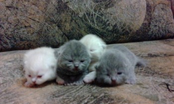 Любимая кошатинка  - IMG_20171124_183357.jpg