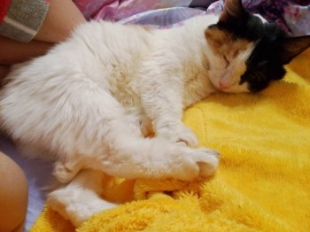 Любимая кошатинка  - IMG_20171110_173523.jpg