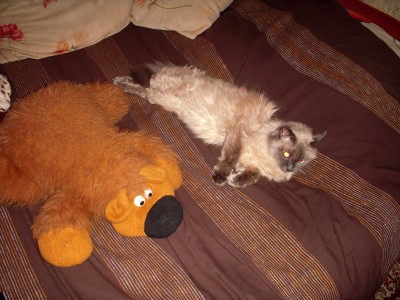 Заболел кот - 1.jpg