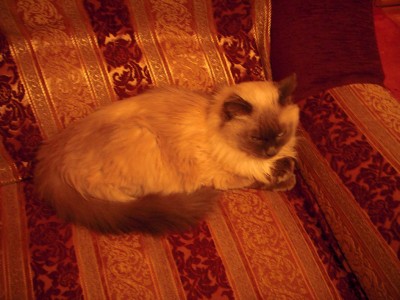 Заболел кот - 2.jpg