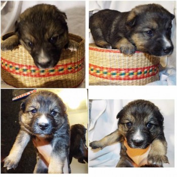 девочка темненькая