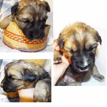 девочка, похожая по окрасу на мальчика