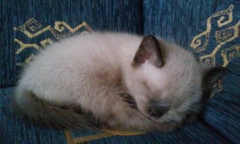 Мальчик любит спать отдельно.