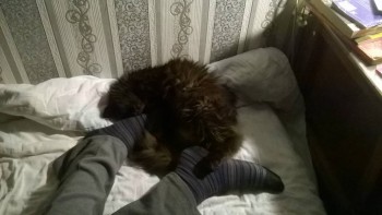 Любимая кошатинка  - WP_20171128_001.jpg