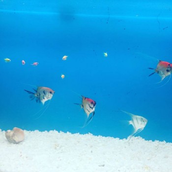 Аквариум. - image.jpeg