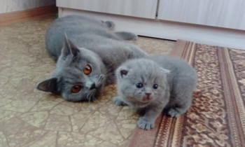 Любимая кошатинка  - IMG_20171206_114343.jpg