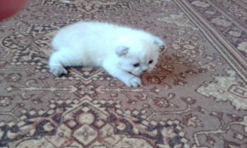 Любимая кошатинка  - IMG_20171206_115117.jpg