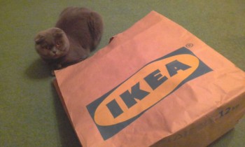 Любимая кошатинка  - 2017-12-11 13.22.29.jpg