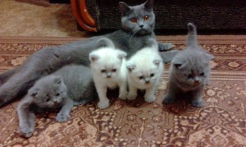 Любимая кошатинка  - IMG_20171211_221938.jpg