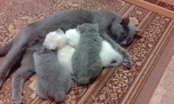 Любимая кошатинка  - IMG_20171213_184656.jpg