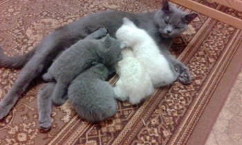 Любимая кошатинка  - IMG_20171213_184846.jpg