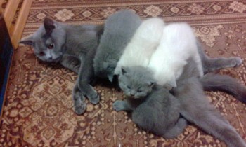 Любимая кошатинка  - IMG_20171213_185049.jpg