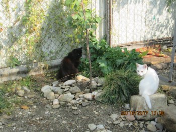 Любимая кошатинка  - IMG_5199.JPG