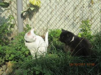 Любимая кошатинка  - IMG_5205.JPG